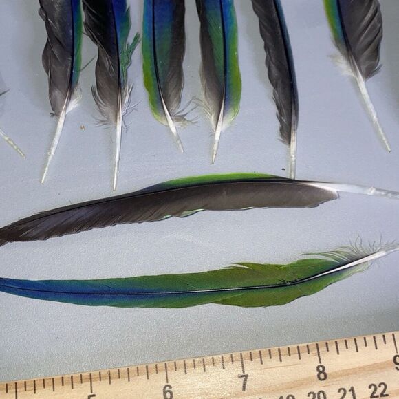 Nanday Conure Parrot Feathers Green Blue Black Mixed Naturally Molted 22 Piece - Picture 5 of 8